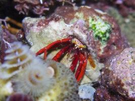 Red Reef Hermit Crab IMG 7604